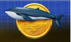 Cá Voi Bitcoin Trị Giá 40 Triệu USD “Thức Giấc”: Dấu Hiệu Gì Cho Thị Trường Crypto? 🚀